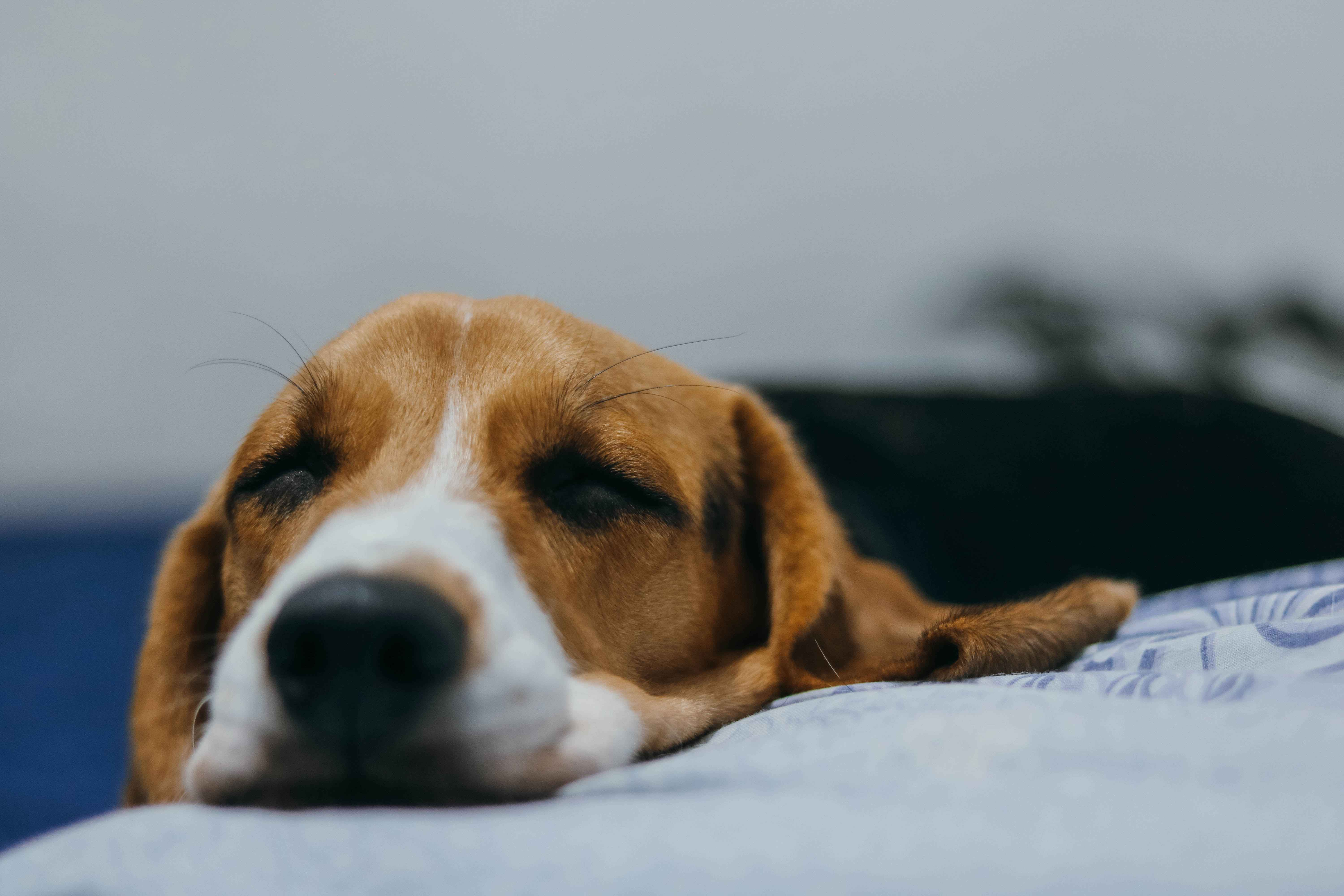 The History of Beagle Dog Breed: Uncovering its Origins and Evolution